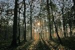 Photo albulle/datas/photos/foret/crecy1.jpg