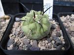 Photo albulle/datas/photos/cactus_succulentes/copiapoa/dealbata_AW99_quebrada_c.jpg