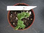 Photo albulle/datas/photos/cactus_succulentes/asclepiadacees/duvalia_caespitosa.jpg