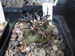 Photo albulle/datas/photos/cactus_succulentes/copiapoa/echinoides_AW81_totoral.jpg