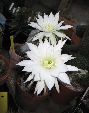 Photo albulle/datas/photos/cactus_succulentes/echinopsis/echinopsis_blanc_sp_1.jpg