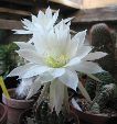 Photo albulle/datas/photos/cactus_succulentes/echinopsis/echinopsis_blanc_sp_2.jpg