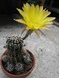 Photo albulle/datas/photos/cactus_succulentes/echinopsis/echinopsis_jaune_1.jpg