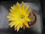 Photo albulle/datas/photos/cactus_succulentes/echinopsis/echinopsis_jaune_2.jpg