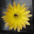 Photo albulle/datas/photos/cactus_succulentes/echinopsis/echinopsis_jaune_3.jpg