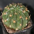 Photo albulle/datas/photos/cactus_succulentes/echinopsis/echinopsis_obrepanda.jpg