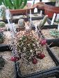 Photo albulle/datas/photos/cactus_succulentes/echinopsis/echinopsis_pentlandii_1.jpg
