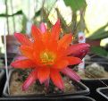 Photo albulle/datas/photos/cactus_succulentes/echinopsis/echinopsis_pentlandii_3.jpg