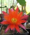 Photo albulle/datas/photos/cactus_succulentes/echinopsis/echinopsis_pentlandii_4.jpg