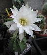 Photo albulle/datas/photos/cactus_succulentes/echinopsis/echinopsis_subdenudata.jpg