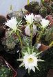 Photo albulle/datas/photos/cactus_succulentes/echinopsis/echinopsis_subdenudata_2.jpg