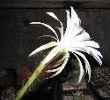 Photo albulle/datas/photos/cactus_succulentes/echinopsis/echinopsis_subdenudata_variegata_1.jpg