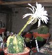 Photo albulle/datas/photos/cactus_succulentes/echinopsis/echinopsis_subdenudata_variegata_2.jpg