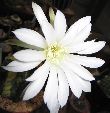Photo albulle/datas/photos/cactus_succulentes/echinopsis/echinopsis_subdenudata_variegata_3.jpg