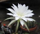 Photo albulle/datas/photos/cactus_succulentes/echinopsis/echinopsis_subdenudata_variegata_4.jpg