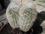 Photo albulle/datas/photos/cactus_succulentes/cierge/espostoa_lanata.jpg