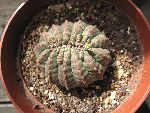 Photo albulle/datas/photos/cactus_succulentes/euphorbe/euphorbia_obesa_cristata.jpg