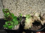 Photo albulle/datas/photos/cactus_succulentes/euphorbe/euphorbia_pugniformis_cristata.jpg