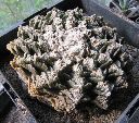 Photo albulle/datas/photos/cactus_succulentes/ariocarpus/fissuratus_2.jpg