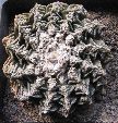 Photo albulle/datas/photos/cactus_succulentes/ariocarpus/fissuratus_3.jpg