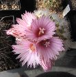 Photo albulle/datas/photos/cactus_succulentes/turbinicarpus/fleurs2_pseudoXviereckiiX864.jpg