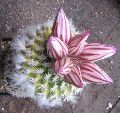 Photo albulle/datas/photos/cactus_succulentes/turbinicarpus/fleurs_pseudoXviereckiiX864.jpg