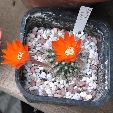 Photo albulle/datas/photos/cactus_succulentes/rebutia/friebrigii_2.jpg