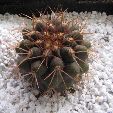 Photo albulle/datas/photos/cactus_succulentes/copiapoa/gigantea_2_RCP52.jpg