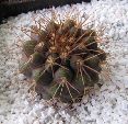 Photo albulle/datas/photos/cactus_succulentes/copiapoa/gigantea_RCP52.jpg