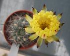 Photo albulle/datas/photos/cactus_succulentes/acanthocalycium/glaucum2.jpg