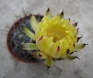 Photo albulle/datas/photos/cactus_succulentes/acanthocalycium/glaucum4.jpg