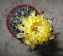Photo albulle/datas/photos/cactus_succulentes/acanthocalycium/glaucum5.jpg