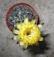 Photo albulle/datas/photos/cactus_succulentes/acanthocalycium/glaucum.jpg