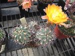 Photo albulle/datas/photos/cactus_succulentes/acanthocalycium/glaucum_rubriglorum_2.jpg