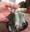 Photo albulle/datas/photos/cactus_succulentes/echinocactus/grandis.jpg