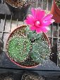 Photo albulle/datas/photos/cactus_succulentes/cristation/gymnocalycium.jpg