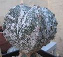 Photo albulle/datas/photos/cactus_succulentes/astrophytum/hakuun_3.jpg