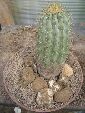 Photo albulle/datas/photos/cactus_succulentes/copiapoa/haseltoniana.jpg