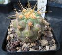Photo albulle/datas/photos/cactus_succulentes/copiapoa/haseltoniana_v_gigantea_AW114.jpg