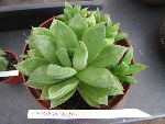 Photo albulle/datas/photos/cactus_succulentes/succulentes_diverses/haworthia_cooperi.jpg