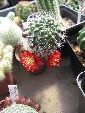 Photo albulle/datas/photos/cactus_succulentes/rebutia/heliosa.jpg