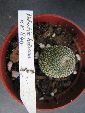 Photo albulle/datas/photos/cactus_succulentes/rebutia/heliosa_KK844.jpg