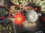 Photo albulle/datas/photos/cactus_succulentes/rebutia/heliosa_KK844_fleur.jpg