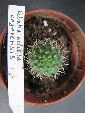Photo albulle/datas/photos/cactus_succulentes/rebutia/heliosa_cajarensis.jpg