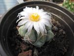 Photo albulle/datas/photos/cactus_succulentes/thelocactus/hexaedrophorus_fleur_2.jpg