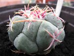 Photo albulle/datas/photos/cactus_succulentes/thelocactus/hexaedrophorus_fossulatus.jpg