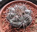 Photo albulle/datas/photos/cactus_succulentes/echinocactus/horizonthalonius_2.jpg