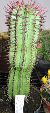 Photo albulle/datas/photos/cactus_succulentes/euphorbe/horrida_striata.jpg