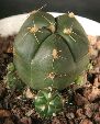 Photo albulle/datas/photos/cactus_succulentes/gymnocalycium/horstii_buenekeri.jpg