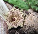 Photo albulle/datas/photos/cactus_succulentes/asclepiadacees/huernia_hystrix_1.jpg